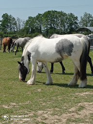 Photo n°28 de Centre équestre 