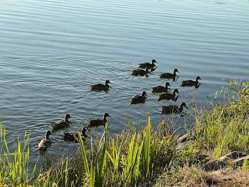 Satzdorfer See - Thumbnail