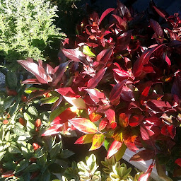 Photo n°27 de De Fleur en Fleur à Wasquehal (Fleuriste)