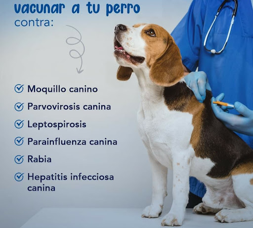 Centro Veterinario Les - Thumbnail