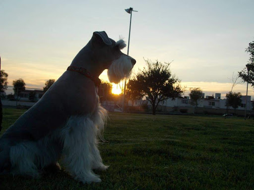 Estetica veterinaria Can Inn Logo