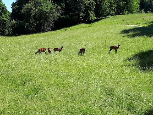Parc animalier du château de Moidière