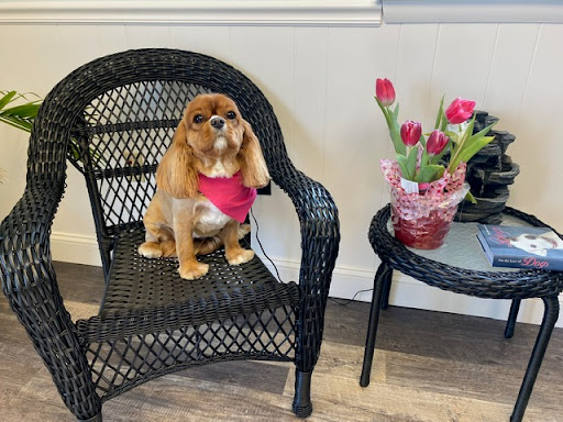 Zen Den Pet Spa