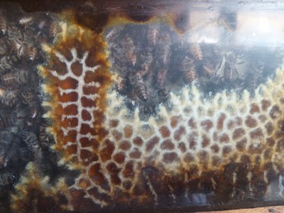 Photos of African Beekeepers Ltd