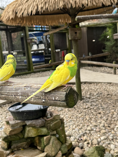 Zoo Carousel - Visual