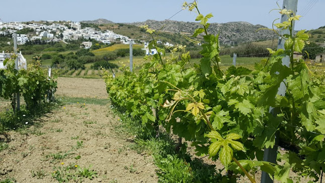 Vaptistis Winery - Κάβα