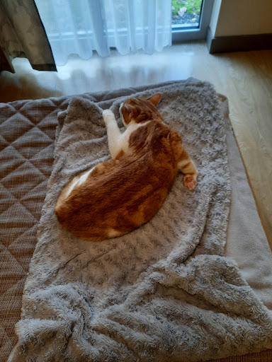 Photo de RESIDENCE DU LYS à Huismes (37420)