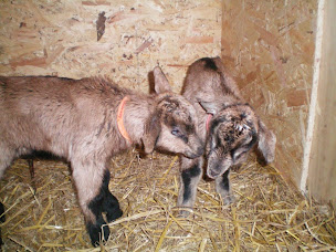 Photo n°8 de La Ferme du Petit Quenneval à Wirwignes (Ferme)
