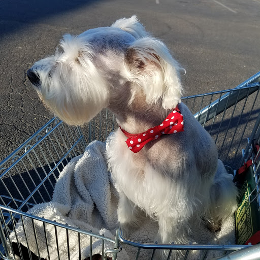 Pampered Pup - Visual