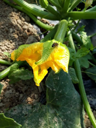 Azienda Agricola Stassi - Thumbnail