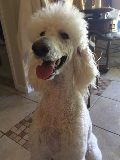 Poodle Palace - Thumbnail