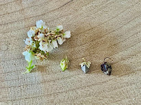 Lulu Sarrasin à Chanteloup