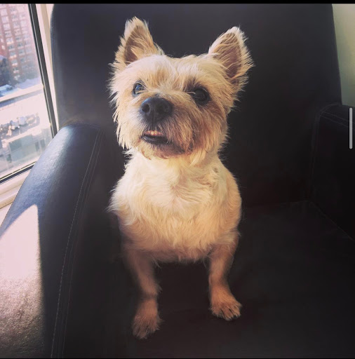 CodaPet - At Home Pet Euthanasia of Santa Clarita - Thumbnail