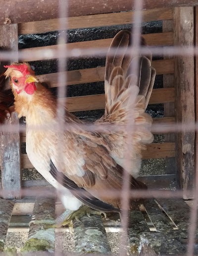 Photos of Mentari Farm