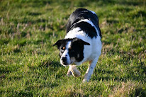 Julien Robert - Élevage & Dressage Border Collie à Argueil