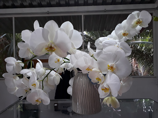 Tahi Exotic Flowers, S.A. de C.V. Gallery - Mexico