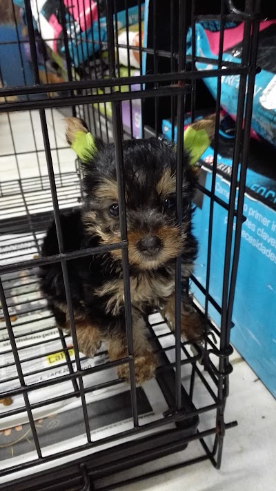 Photos of Cachorrolandia
