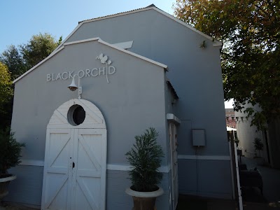 Photos of Black Orchid
