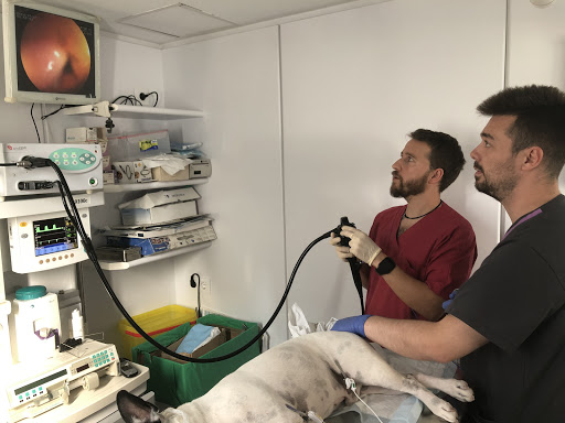 AniCura Estoril Hospital Veterinario | Urgencias 24h