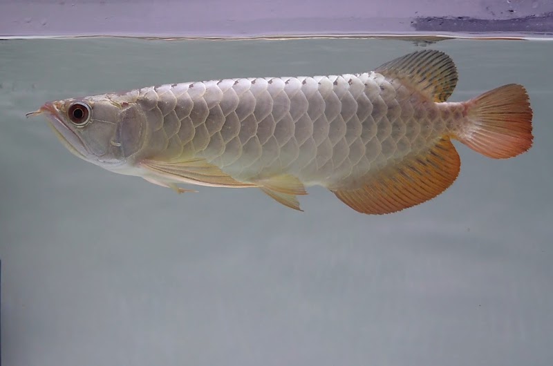 ちいさなアロワナ屋