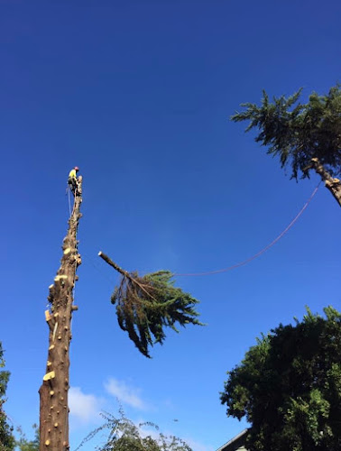 One Cut Tree Trimming