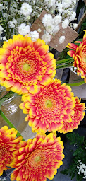 Photo n°5 de Carhaix Fleurs à Carhaix-Plouguer (Fleuriste)