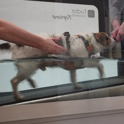 North West Canine Hydro