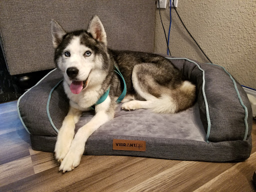 Dan and Cindy's Pet Salon Gallery - United States