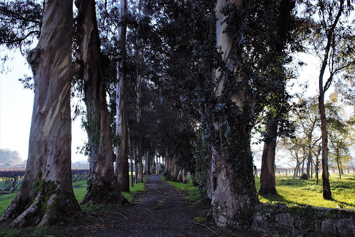 Pazo de Barrantes by null