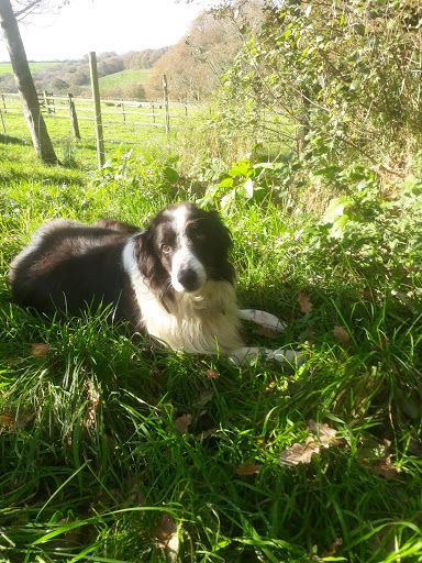 Okeford Veterinary Centre - Okehampton - Thumbnail