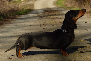 Photo n°35 de Élevage canin du Moulin Sault à Pruniers (Éleveur de chiens)