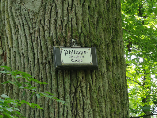 Philipps-Markart Eiche - Visual