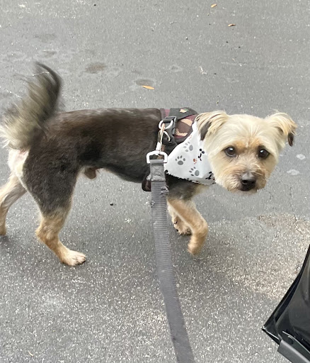 Topknots Pet Grooming LLC - Thumbnail