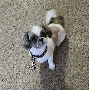 Leonas Pawfect Day Spa 406 E Court St, Roanoke, IL 61561, United States