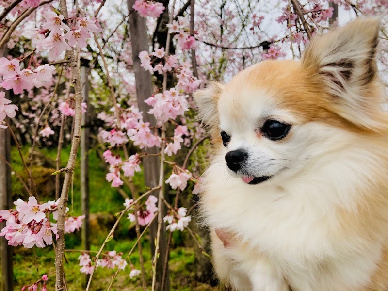 アリスソー犬舎あらかわ