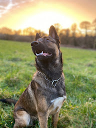 Photo n°9 de The Green Valley Brittany - Boutique Solidaire à Callac (Association pour la protection des animaux)