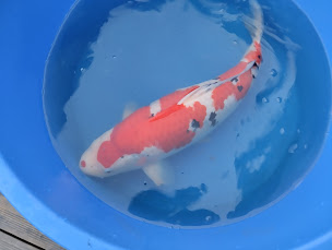 Photo n°30 de Koi addict à Rimling (Fournisseur de poissons en bassin)