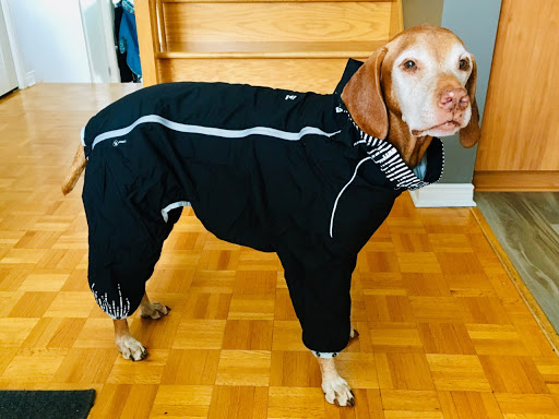 Canada-k9.ca - Visual