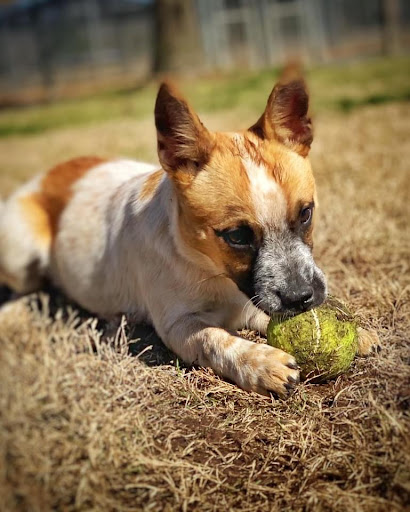 Kickapoo Ranch Pet Resort - Visual