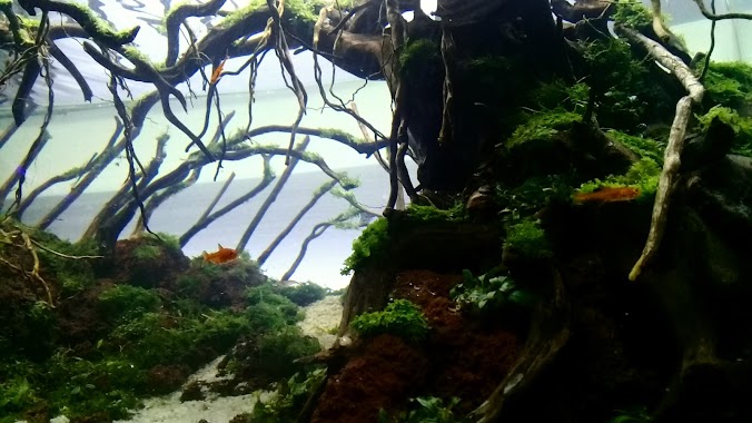 Listy Aquarium, Author: abel teryansyah