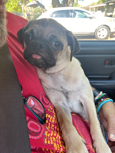 Veterinary Care Center of Laredo - Thumbnail
