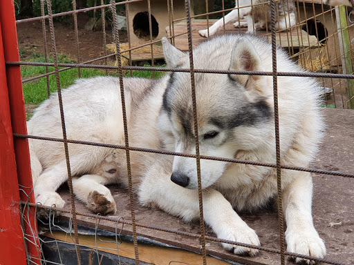 Husky Tours