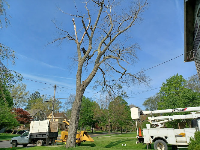 APEX SOLUTIONZ TREE SERVICE