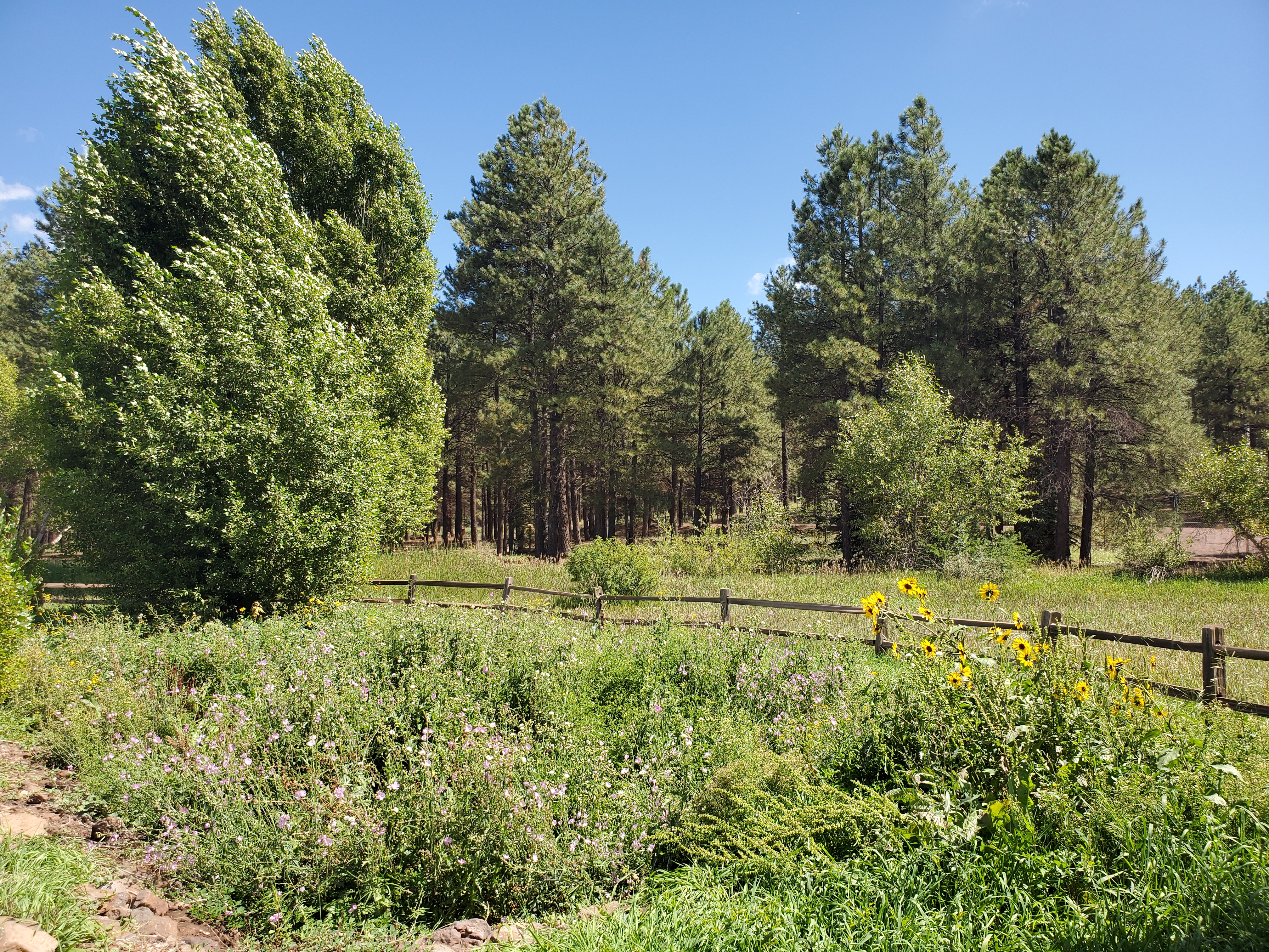 The Arboretum at Flagstaff