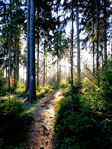 Natur- und Waldtrainerin MachsEinfach - Thumbnail