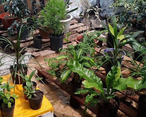 Vivero jardin Verde - Foto 1