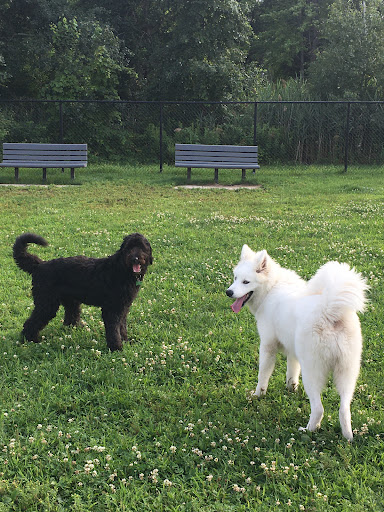 Canine Park - Visual