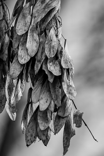 Cheadle Cemetery - Thumbnail
