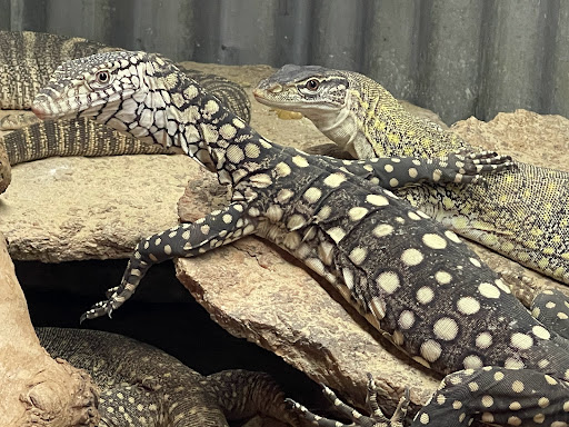 Camo's Reptiles - Thumbnail