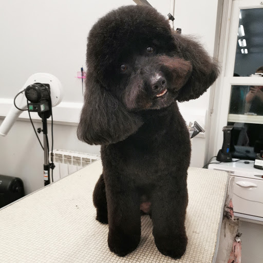 Oh My Dog Needs Grooming - Thumbnail